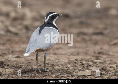 Ägyptischer Plover (Pluvianus aegyptius), Gambia, Afrika Stockfoto