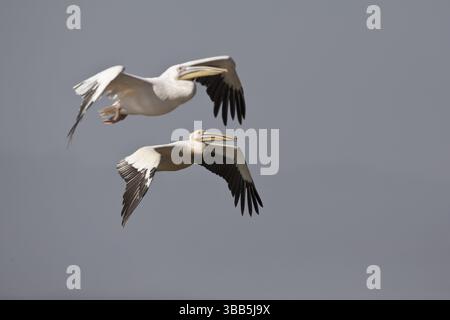 Großer weißer Pelikan (Pelecanus onocrotalus) fliegen, Nechisar-Nationalpark, Äthiopien, Afrika Stockfoto