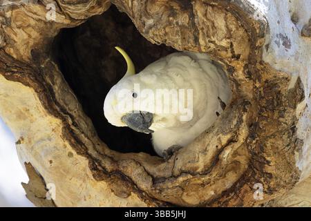 Schwefelkrempelkakatoo (Cacatua galerita) in Nesting Hollow, Victoria, Australien, Ozeanien Stockfoto