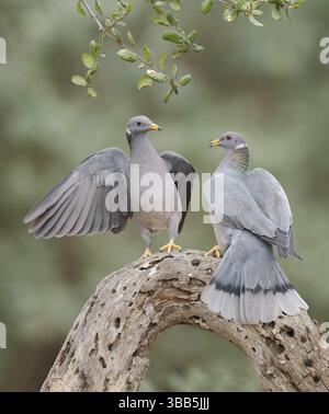 Patagioenas fasciata, Kalifornien, USA, Nordamerika Stockfoto