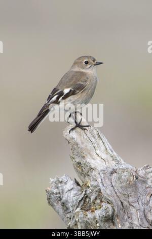 Flame Robin (Petroica phoenicea) weiblich, Victoria, Australien, Ozeanien Stockfoto