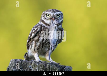 Die kleine Eulen (Athene noctua) thront auf einer Blässe mit Mäusebeute im Schnabel, Schleswig-Holstein, Deutschland, Europa Stockfoto