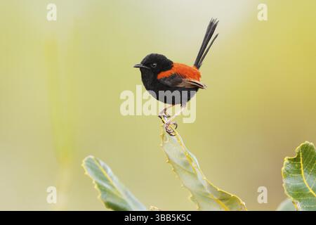 Rote-Rücken-Fairywren (Malurus melanocephalus) männlich, Queensland, Australien, Ozeanien Stockfoto
