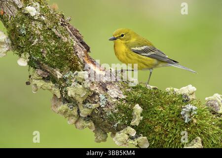 Kiefernfänger (Setophaga pinus) auf einem alten moosigen Zweig, Texas, USA, Nordamerika Stockfoto
