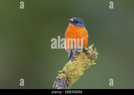 Flame Robin (Petroica phoenicea) männlich, Victoria, Australien, Ozeanien Stockfoto