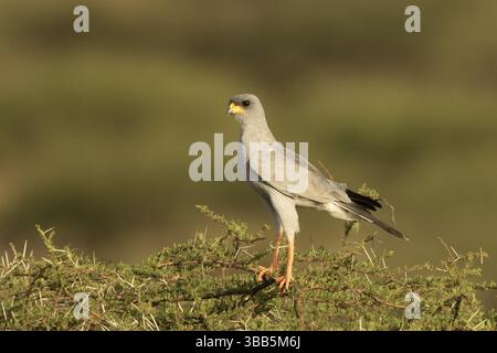 Goshawk (Melierax Metabates), Samburu, Kenia, Afrika Stockfoto
