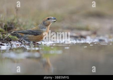Papageienkreuzschnabel (Loxia pytyopsittacus) trinkt männlich, Niederlande Stockfoto