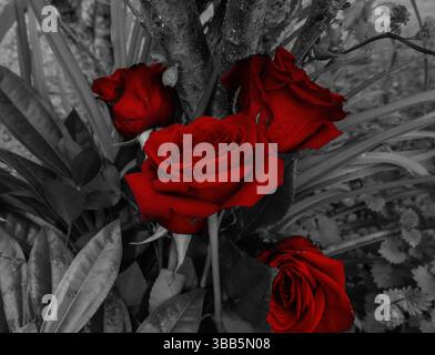 Vier rote Rosen blühen lebhaft vor einem entsättigten Hintergrund Stockfoto