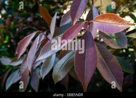 Nahaufnahme von leuchtend roten jungen Blättern von Photinia fraseri „Red Robin“, einer beliebten Zierhecke. Stockfoto