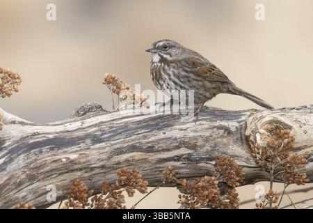 Song Sparrow (Melospiza melodia) auf einem Kofferraum, Alaska, USA, Nordamerika Stockfoto