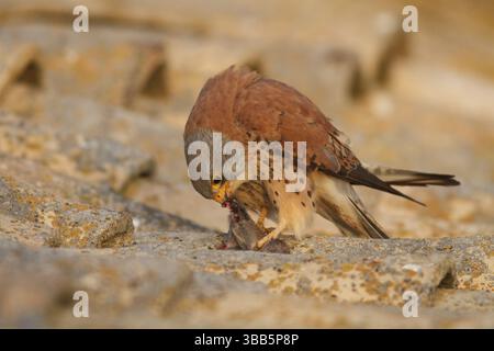 Kleiner Kestrel (Falco naumanni), Mann isst eine Maus auf dem Dach, Kastilien-La Mancha Stockfoto