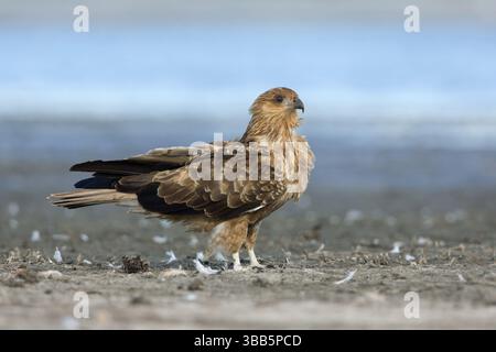 Whistling Kite (Haliastur sphenurus), Victoria, Australien, Ozeanien Stockfoto