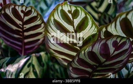 Detailansicht der Calathea makoyana, auch bekannt als Pfauenpflanze, mit lebendigen Mustern und natürlichen Lichtreflexionen. Stockfoto