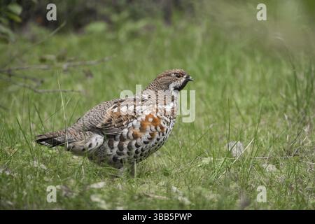 Hazelhuhn (Tetrastes bonasia) männlich, Bayern, Deutschland, Europa Stockfoto