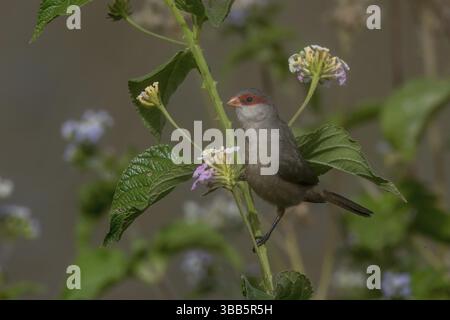 Gemeiner Waxbill (Estrilda astrild) auf einem Zweig in Kap Verde, Afrika Stockfoto