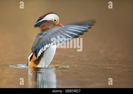 Mandarinente (Aix galericulata) männlich flatternd, Nordrhein-Westfalen, Deutschland, Europa Stockfoto