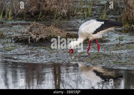 Weißstorch (Ciconia ciconia), Fütterung auf dem Fluss, Galicien, Spanien, Europa Stockfoto