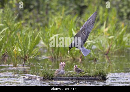 Schwarzteere (Chlidonias niger) füttert Küken im Flug, Niederlande Stockfoto