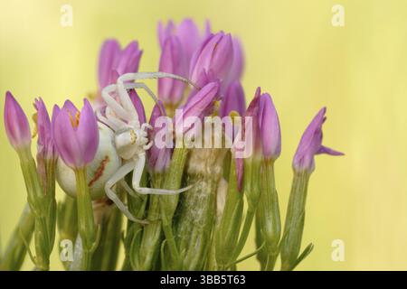 Goldspinne (Misumena vatia), adulter Versteck in der Blüte, Nordrhein-Westfalen, Deutschland, Europa Stockfoto