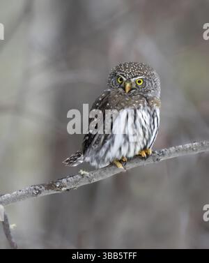 Eine nördliche Zwergeule, Glaucidium gnoma, liegt im Borela Forest, nahe Meadow Lake, Saskatchewan Stockfoto
