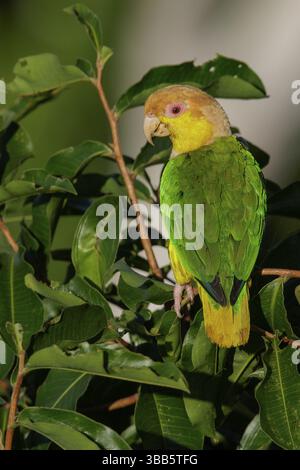 Weißbauchpapagei (Pionites leucogaster), der auf einem Zweig im brasilianischen Amazonasgebiet thront Stockfoto