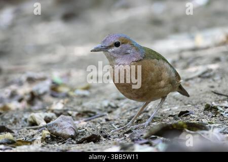 Blaurumpeliger Pitta (Hydrornis Soror), der auf dem Boden sitzt, Di Linh, Vietnam, Asien Stockfoto