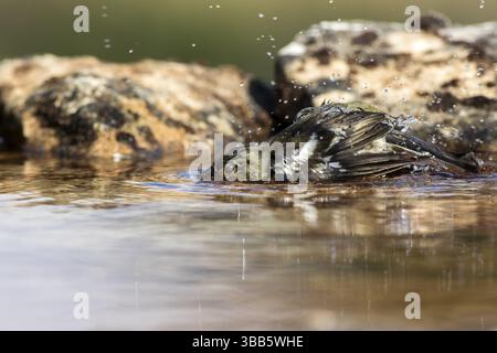 Fringilla coelebs (Fringilla coelebs), weibliche Baderinnen, Kastilien und Leon, Spanien, Europa Stockfoto