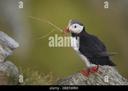 Atlantischer Puffin (Fratercula arctica) auf einer Klippe, Dovrefjell, Norwegen, Europa Stockfoto