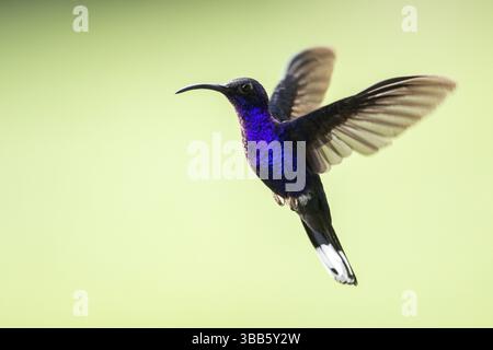 Veilchensabrewing (Campylopterus hemileucurus) männlich fliegt, Solola, Guatemala, Mittelamerika Stockfoto