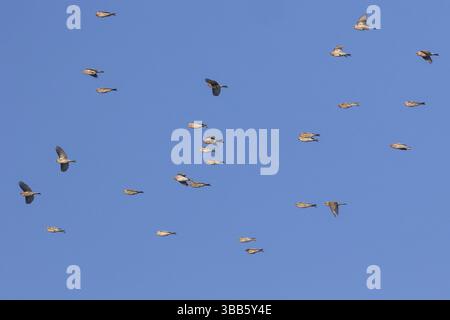 Gemeinsame Rotpoll-Gruppe (Acanthis flammea) im Flug, Niederlande Stockfoto