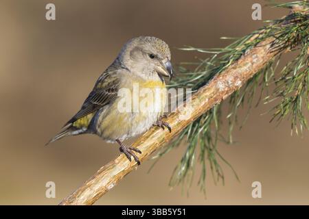 Papageienkreuzschnabel (Loxia pytyopsittacus), Weibchen auf einem Zweig, Niederlande Stockfoto