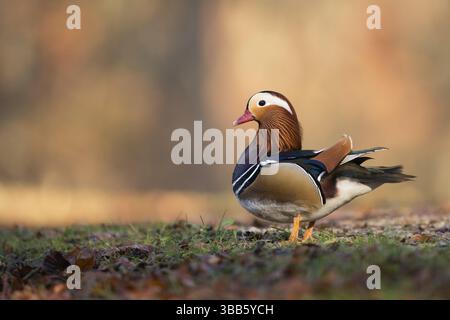 Mandarinente (Aix galericulata) männlich, Nordrhein-Westfalen, Deutschland, Europa Stockfoto