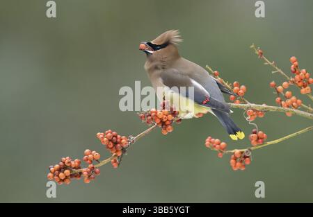 Cedar Wachswing (Bombycilla cedrorum) isst rote Beeren, Texas, USA, Nordamerika Stockfoto