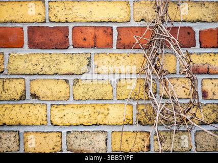 Verwitterte Backsteinmauer mit getrockneten Weinstöcken auf einem historischen Berliner Friedhof, die alte gelbe und rote Ziegelsteine zeigt. Stockfoto
