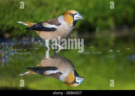 Hawfinch (Coccothraustes coccothraustes) weiblich in einem Wasserloch, Niederlande Stockfoto