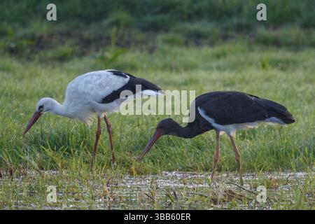 Schwarzstorch und Weißstorch (Ciconia nigra & Ciconia ciconia) auf der Suche nach Nahrungsmitteln, Nordrhein-Westfalen, Deutschland, Europa Stockfoto