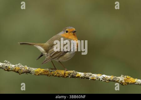Roodborst zittend op Tak, robin sitzt auf einem Zweig Stockfoto