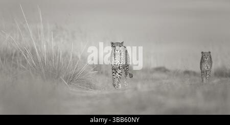 Gepard (Acinonyx jubatus) zwei Erwachsene spazieren durch Grasland, Kastilien-La Mancha, Spanien, Europa Stockfoto