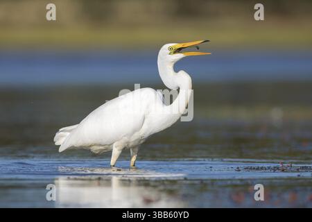 Großer Egret (Ardea alba modesta), der einen kleinen Fisch isst, Victoria, Australien, Ozeanien Stockfoto