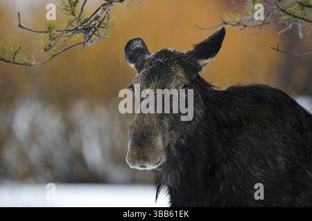 Elche (Alces alces) Nahaufnahme von Weibchen, Grand Teton National Park, USA, Nordamerika Stockfoto
