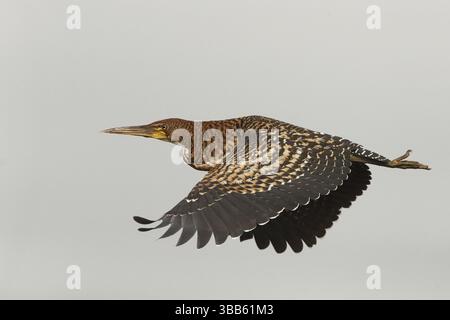 Rufescent Tiger Heron (Tigrisoma lineatum) Jugendflieger, Los Llanos, Venezuela, Südamerika Stockfoto
