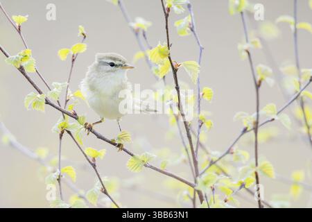 Gemeinsamen Zilpzalp (Phylloscopus Collybita) thront auf einem Ast, Niederlande Stockfoto