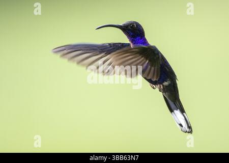 Veilchensabrewing (Campylopterus hemileucurus) männlich fliegt, Solola, Guatemala, Mittelamerika Stockfoto