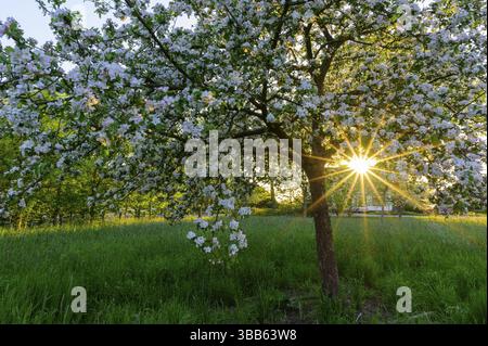 Apfelbaum (Pyrus malus) mit weißen Blüten im Sonnenlicht, Nordrhein-Westfalen, Deutschland, Europa Stockfoto