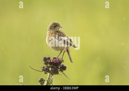 Europäischer Stonechat (Saxicola rubicola) juvenile, Bayern, Deutschland, Europa Stockfoto