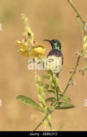 Variable Sunbird (Cinnyris venustus) männlich, Gambia, Afrika Stockfoto
