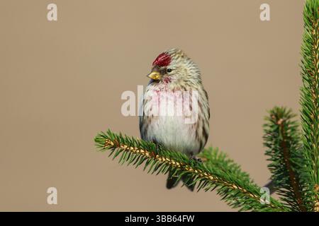 Arctic Redpoll (Acanthis hornemanni) männlich auf einem Fichtenzweig, Niederlande Stockfoto