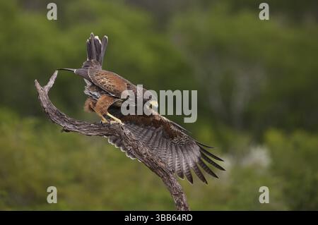 Harris's Hawk (Parabuteo unicinctus) Jungtiere landeten auf einer Niederlassung in Texas, USA, Nordamerika Stockfoto