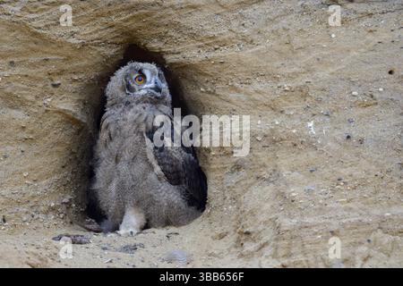 Uhu (Bubo bubo) Küken vor dem Nestloch, Nordrhein-Westfalen, Deutschland, Europa Stockfoto