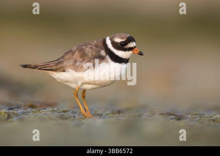 Gemeine Ringelpflaume (Charadrius hiaticula) auf der Suche nach Nahrungsmitteln, Polen, Europa Stockfoto